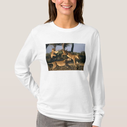 アフリカ, ボツワナ, チョベ国立公園, ライオン Tシャツ (正面)
