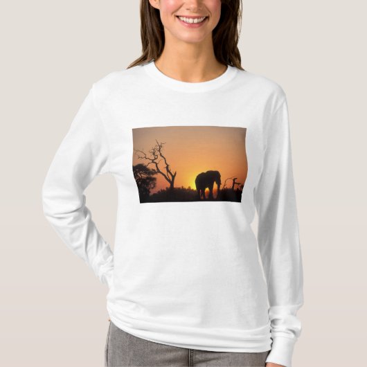 アフリカ, ボツワナ, チョベ国立公園, 日没 Tシャツ (正面)