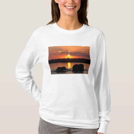 アフリカ, ボツワナ, チョベ国立公園, 群れ Tシャツ (正面)