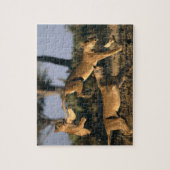 アフリカ,ボツワナ,チョベ国立公園,雌ライオン ジグソーパズル (縦)