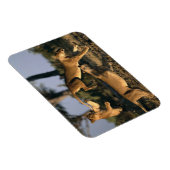 アフリカ，ボツワナ，チョベ国立公園，雌ライオン マグネット (右側)