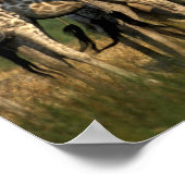 アフリカ,ボツワナ,モレミ保護区 ポスター (角)