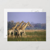 アフリカ，ボツワナ，モレミ保護区 ポストカード (正面/裏面)