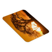 アフリカ,ボツワナ,夕日のシルエットBaobab マグネット (右側)