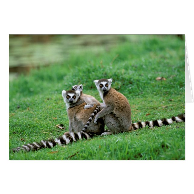 アフリカ，マダガスカル，アンタナナリボ，チムバザザ (正面横)