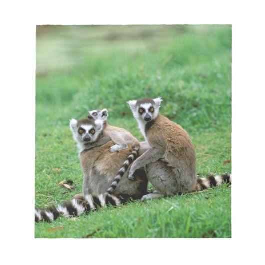 アフリカ，マダガスカル，アンタナナリボ，チムバザザ ノートパッド (正面)