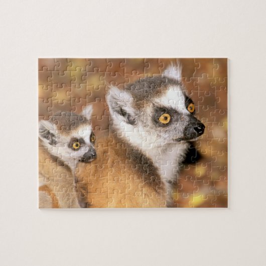 アフリカ、マダガスカル、ベレンティ保護区。 ジグソーパズル (横)