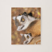 アフリカ、マダガスカル、ベレンティ保護区。 ジグソーパズル (縦)