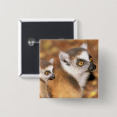 アフリカ、マダガスカル、ベレンティ保護区。 缶バッジ (正面&裏面)