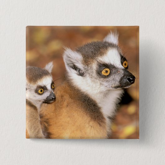 アフリカ、マダガスカル、ベレンティ保護区。 缶バッジ (正面)