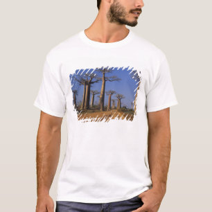 アフリカ, マダガスカル, モロンダバ, バオバブ・アベニュー Tシャツ