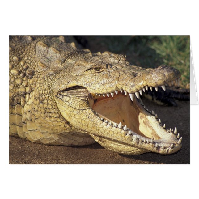 アフリカ、南アフリカナイルワニ (正面横)