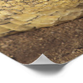 アフリカ、南アフリカナイルワニ ポスター (角)