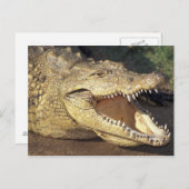 アフリカ、南アフリカナイルワニ ポストカード (正面/裏面)