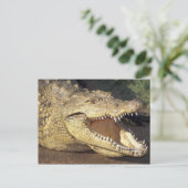 アフリカ、南アフリカナイルワニ ポストカード (スタンド正面)