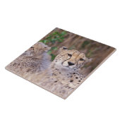 アフリカ、南アフリカ、ツワル保護区。チーター タイル (側面)