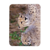 アフリカ、南アフリカ、Tswaluリザーブ。チーター マグネット (縦)
