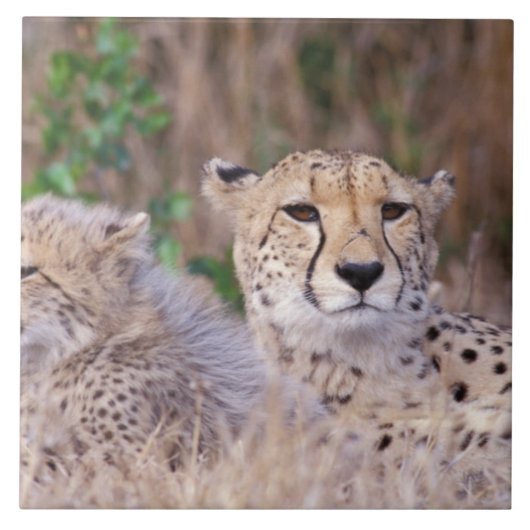 アフリカ、南アフリカ、Tswalu Reserve。チーター タイル (正面)