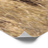 アフリカ – 大きな角を持つ牛 ポスター (角)