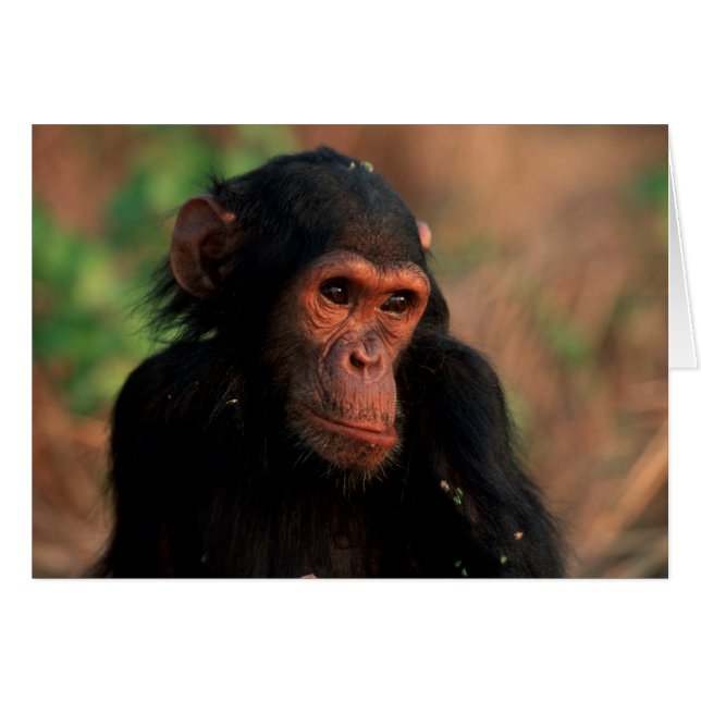 アフリカ、東アフリカ、タンザニア (正面横)