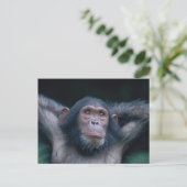 アフリカ、東アフリカ、タンザニア、ゴンベ国立2 ポストカード (スタンド正面)