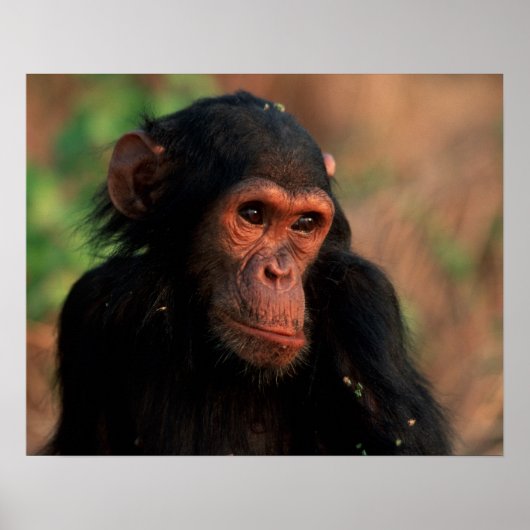 アフリカ、東アフリカ、タンザニア、ゴンベ国立4 ポスター (正面)