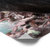 アフリカ、東アフリカ、タンザニア、ゴンベ連邦 ポスター (角)