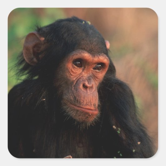 アフリカ、東アフリカ、タンザニア スクエアシール (正面)