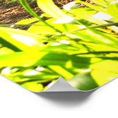 アフリカOkapi ポスター (角)