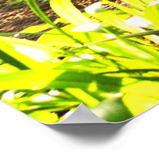 アフリカOkapi ポスター (角)