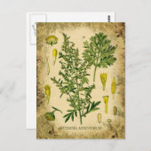 アブシンザボタニカルコラージュ ポストカード (正面/裏面)