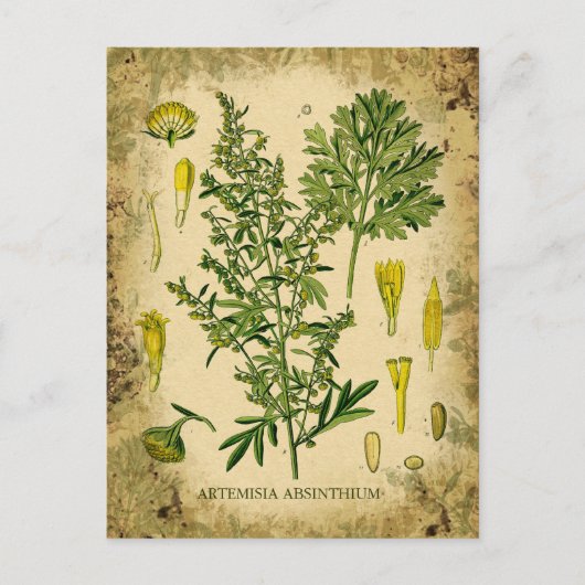 アブシンザボタニカルコラージュ ポストカード (正面)