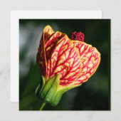 アブティロンビルトモアボールガウン (正面/裏面)