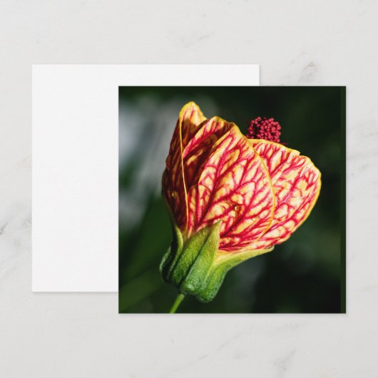 アブティロンビルトモアボールガウン (正面/裏面)