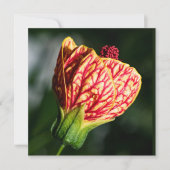 アブティロンビルトモアボールガウン (正面)