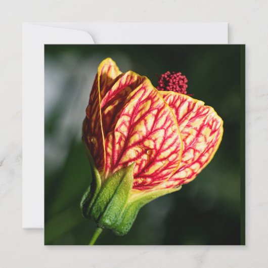 アブティロンビルトモアボールガウン (正面)