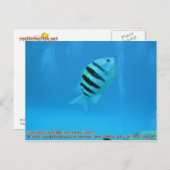 アブデフ・サクシリス(軍専攻の曹) ポストカード (正面/裏面)