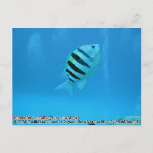 アブデフ・サクシリス(軍専攻の曹) ポストカード (正面)