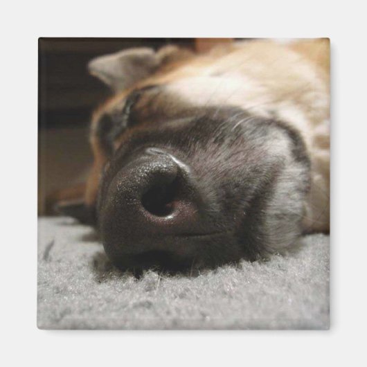 アブビー眠っているドイツの羊飼いの磁石 マグネット (正面)