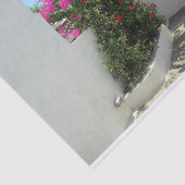 アブレモナス – キティラ 薄葉紙 (詳細)