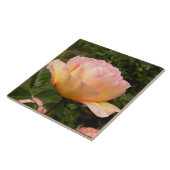 アプリコットバラ タイル (側面)