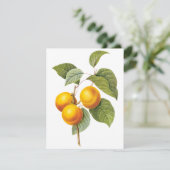 アプリコットピーチバイピエールレドテ招待状 (スタンド正面)