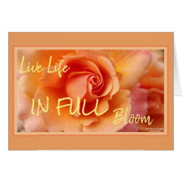 アプリコットピーチバラフラワークローズアップ写真