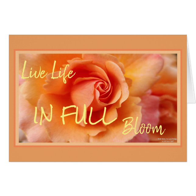 アプリコットピーチバラフラワークローズアップ写真 (正面横)