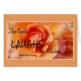 アプリコットピーチバラフラワークローズアップ写真