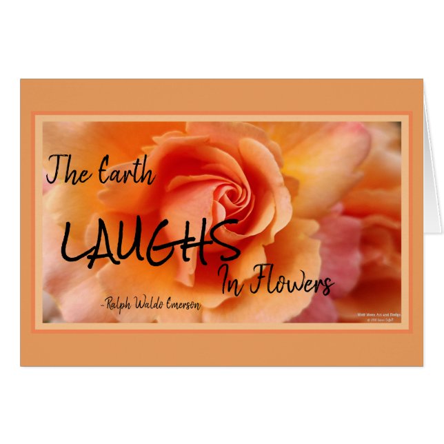 アプリコットピーチバラフラワークローズアップ写真 (正面横)