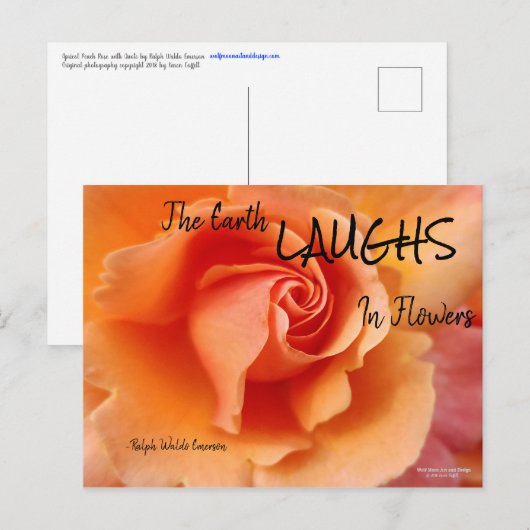 アプリコットピーチバラフラワークローズアップ写真 ポストカード (正面/裏面)