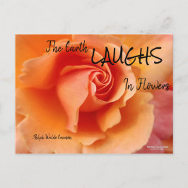 アプリコットピーチバラフラワークローズアップ写真 ポストカード