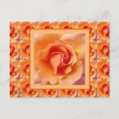 アプリコットピーチバラフラワークローズアップ写真 ポストカード (正面)