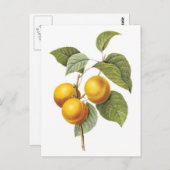 アプリコットピーチ植物学イラストレーション ポストカード (正面/裏面)